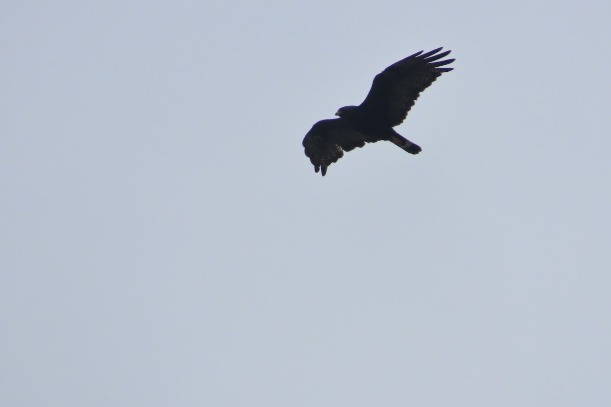 Zone-tailed Hawk - David Brinkman