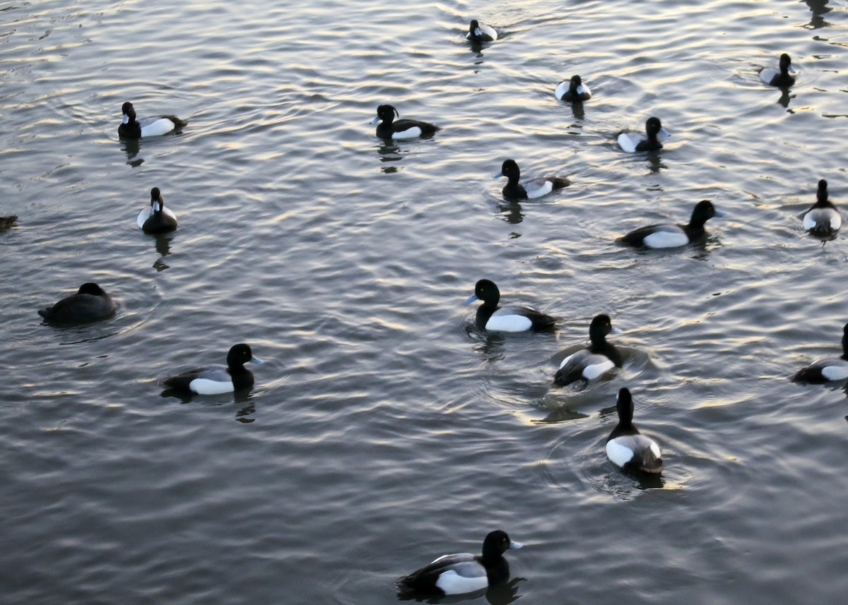 Lesser Scaup - ML619207103