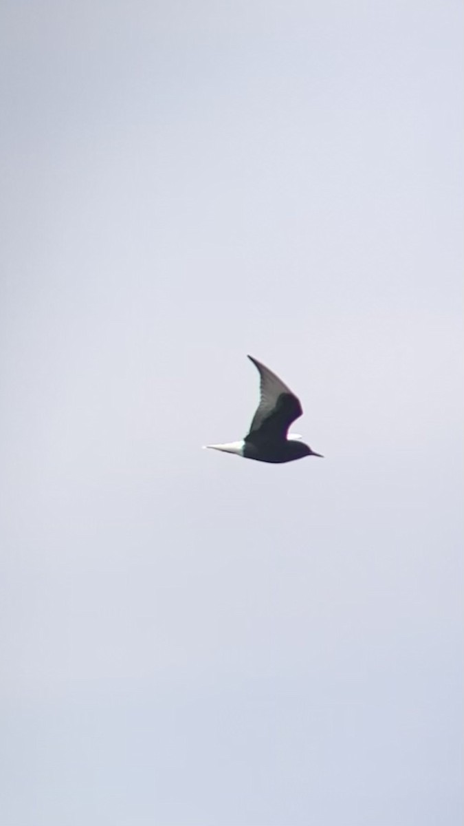 White-winged Tern - ML619207104