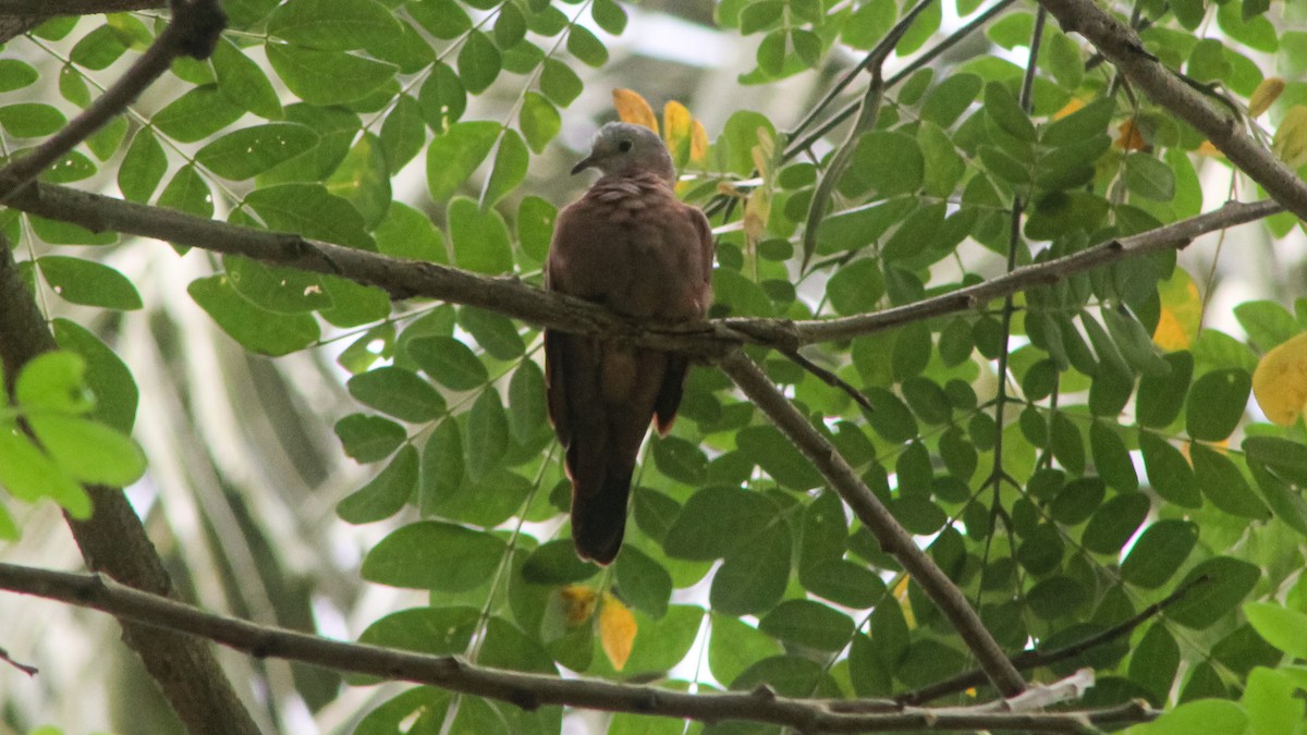 Ruddy Ground Dove - ML619207113