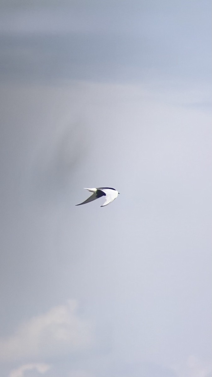 White-winged Tern - ML619207120