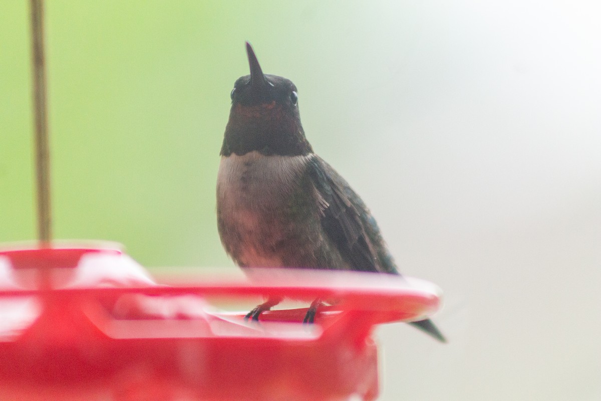Ruby-throated Hummingbird - ML619207126
