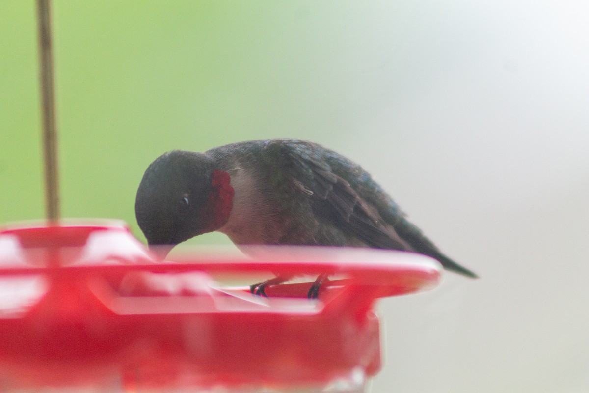 Ruby-throated Hummingbird - Derek White