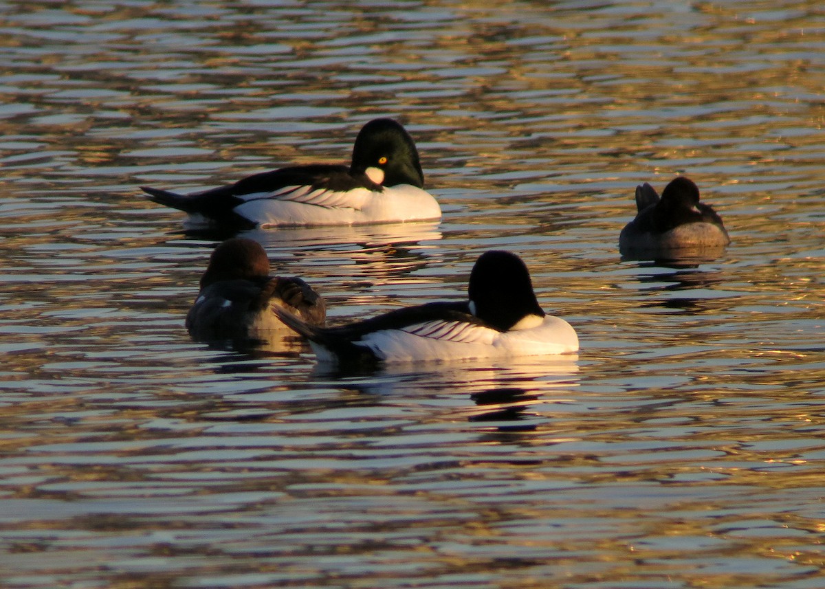 Common Goldeneye - ML619207128