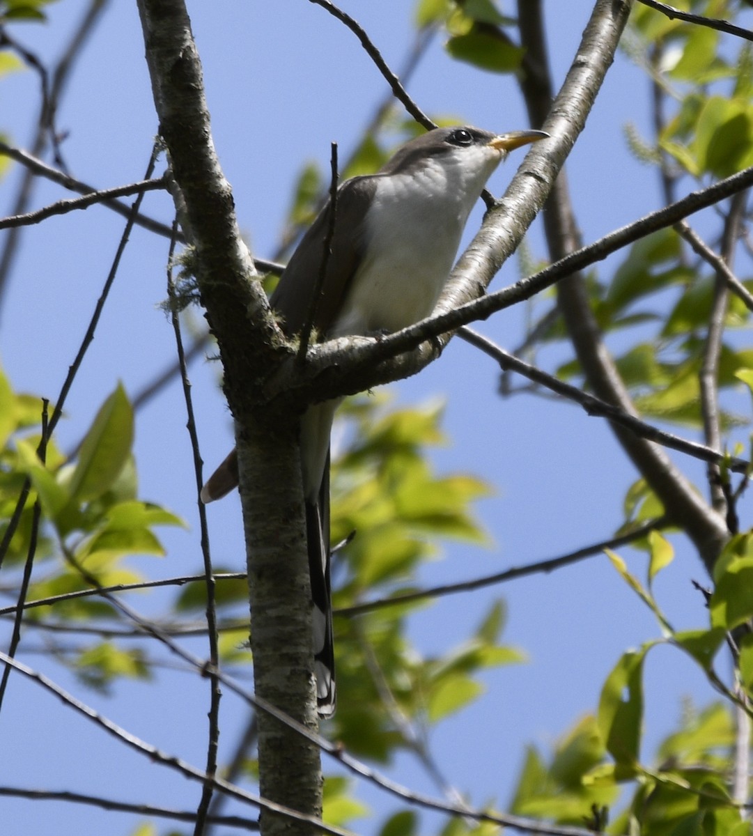 Yellow-billed Cuckoo - Claudia C