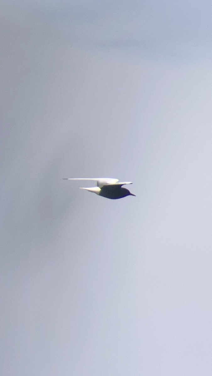 White-winged Tern - ML619207132