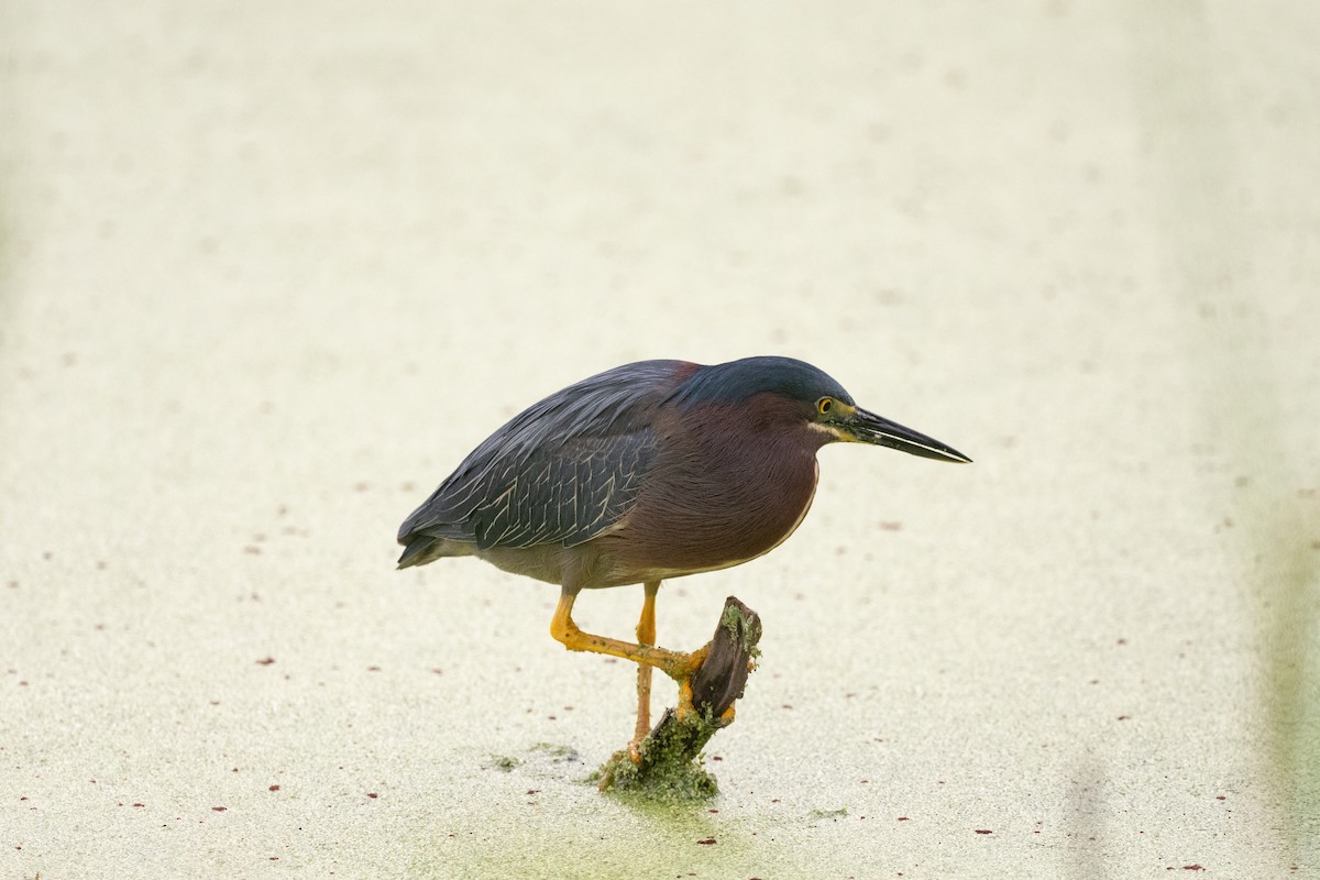 Green Heron - Keith Bowers