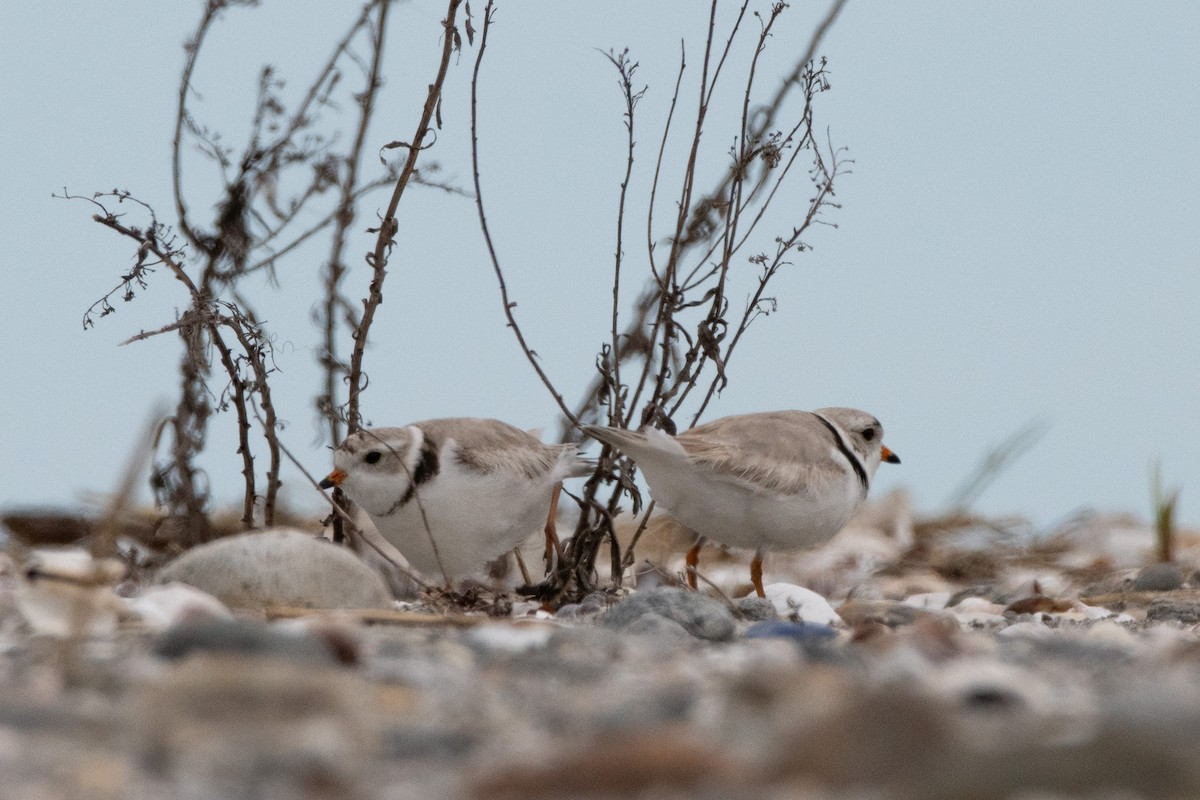 Piping Plover - Samantha DeMarco