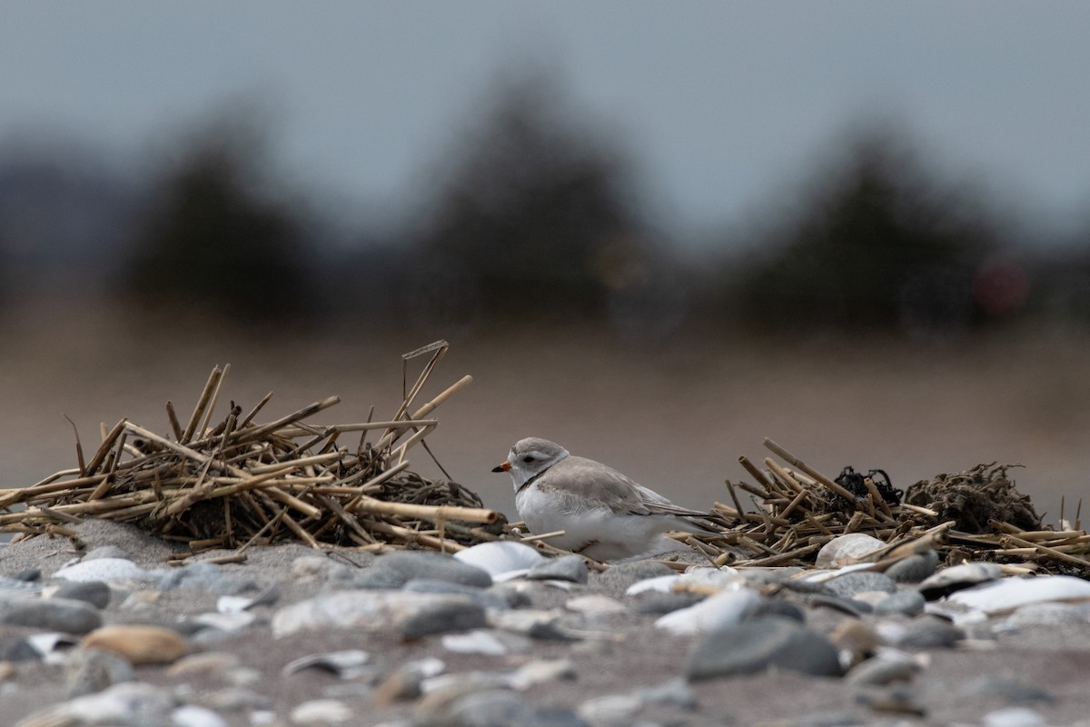 Piping Plover - Samantha DeMarco