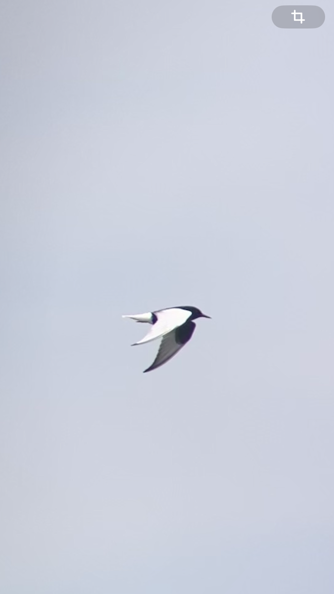 White-winged Tern - ML619207141