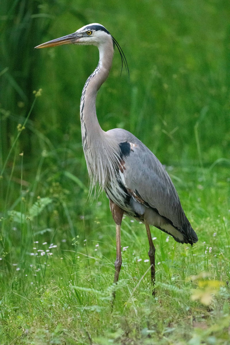Great Blue Heron - Keith Bowers