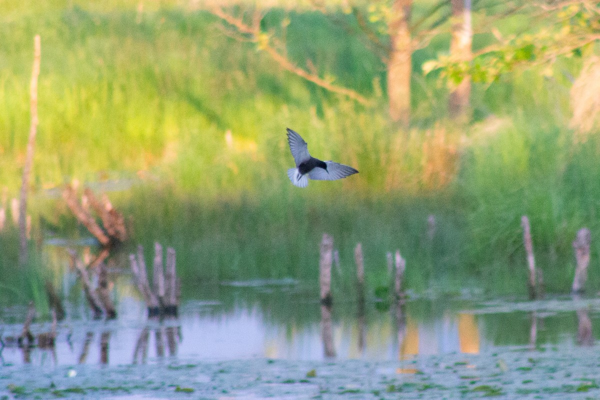 Black Tern - Derek White