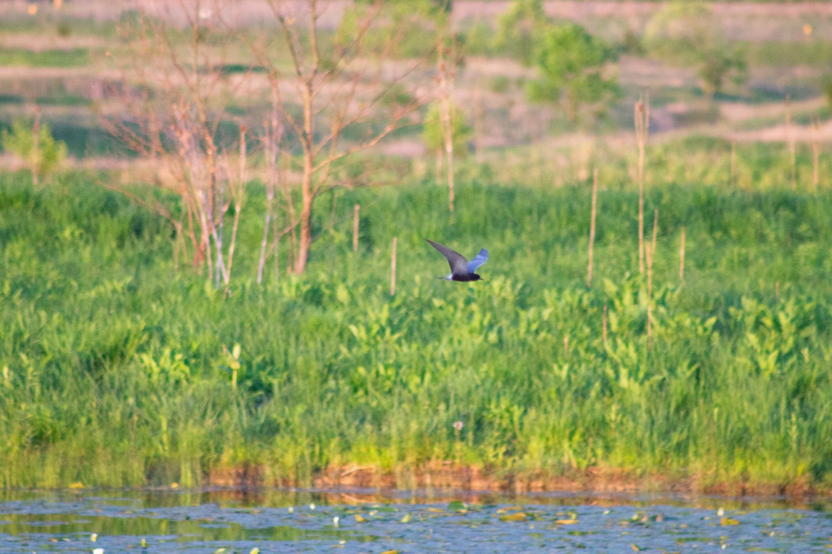 Black Tern - Derek White