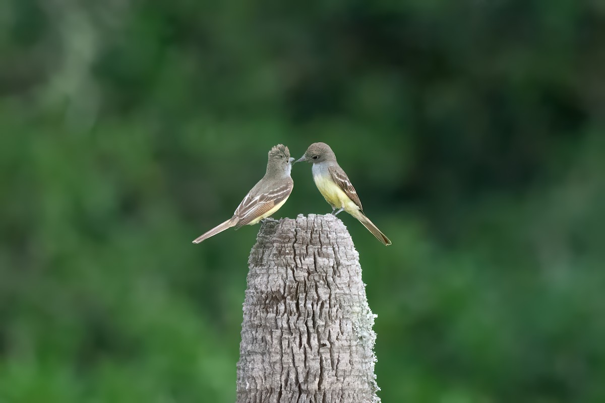 Great Crested Flycatcher - Keith Bowers