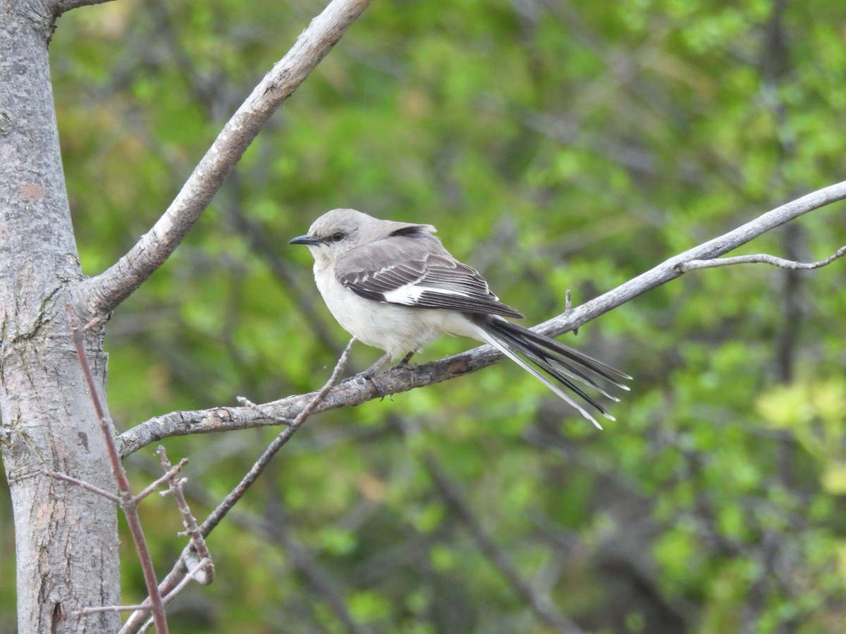 Northern Mockingbird - william gray