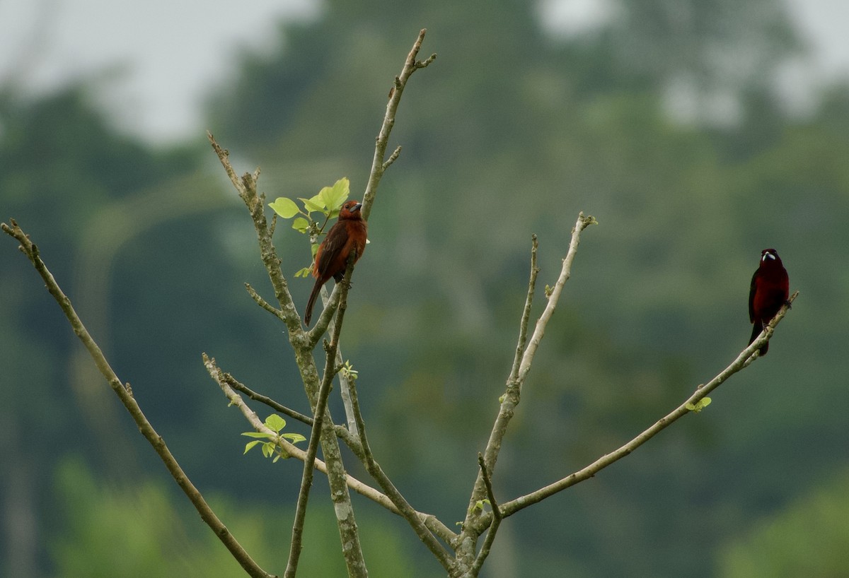 Black-bellied Tanager - ML619207185