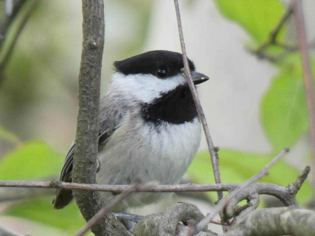 Carolina Chickadee - ML619207193