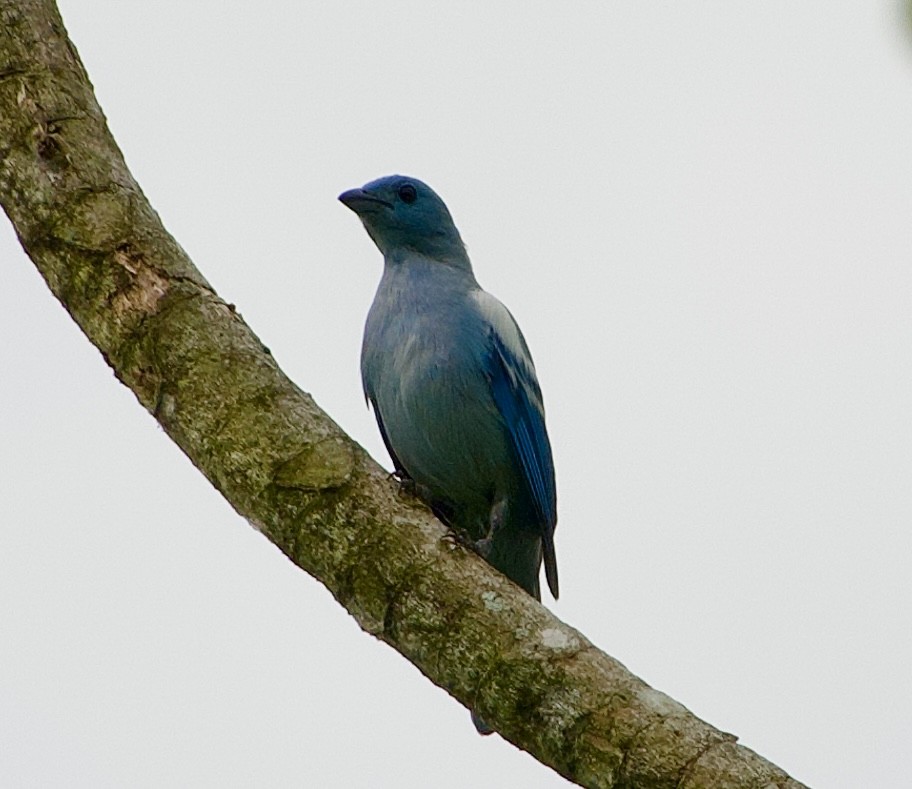 Blue-gray Tanager (White-edged) - Frances Oliver