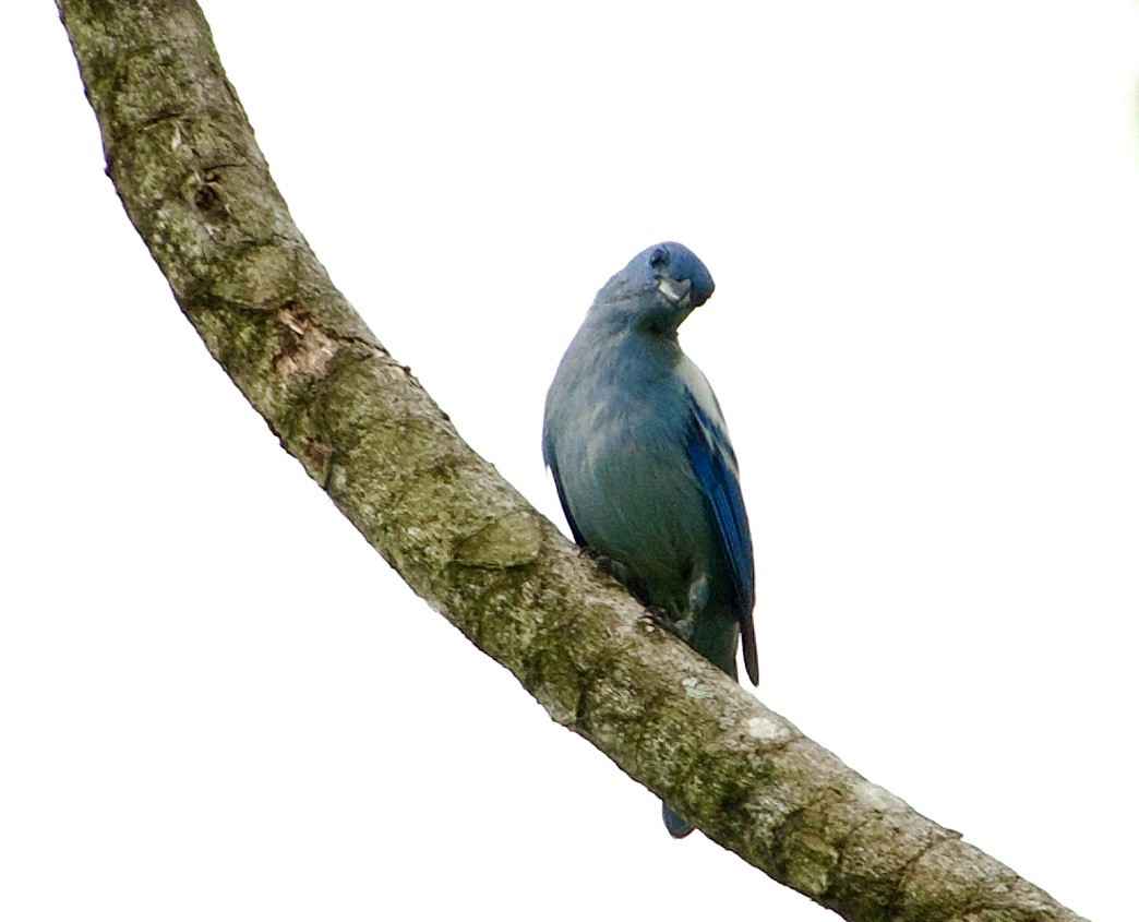 Blue-gray Tanager (White-edged) - Frances Oliver