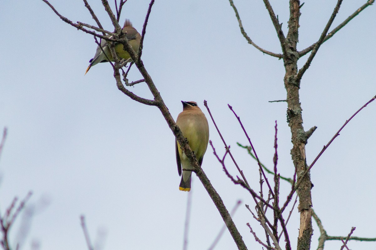 Cedar Waxwing - Derek White