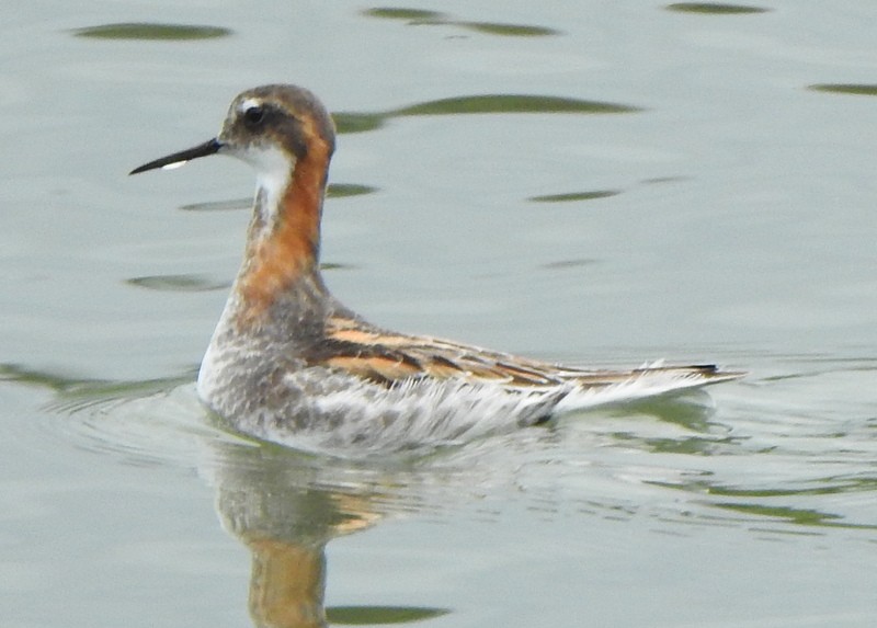 Red-necked Phalarope - Andy Frank