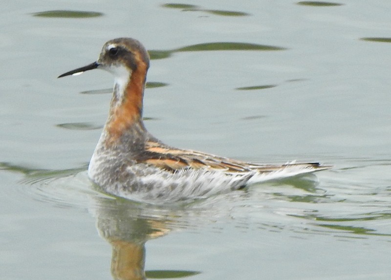 Phalarope à bec étroit - ML619207214