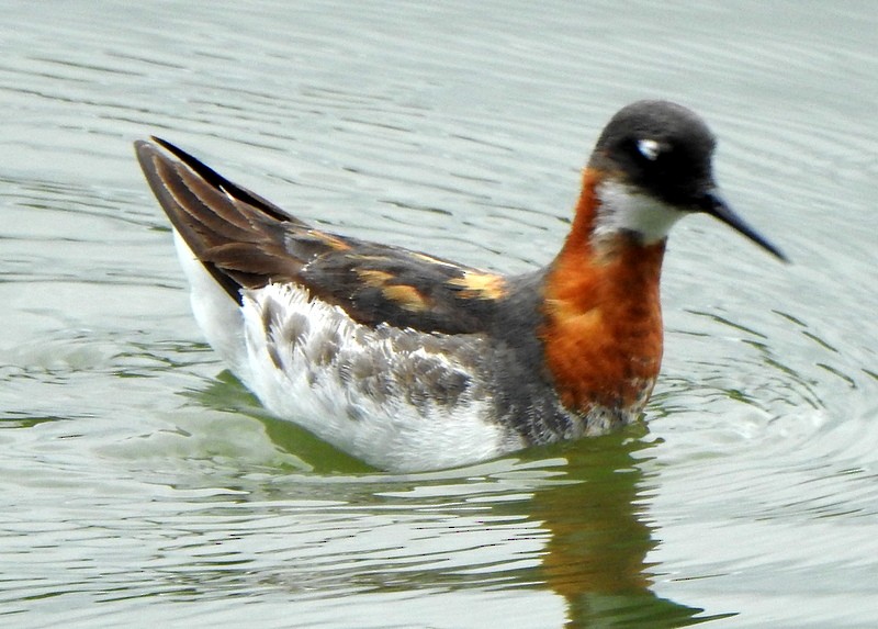 Red-necked Phalarope - Andy Frank