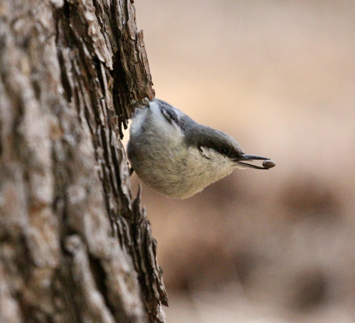 White-breasted Nuthatch - Toni McQuivey Taylor
