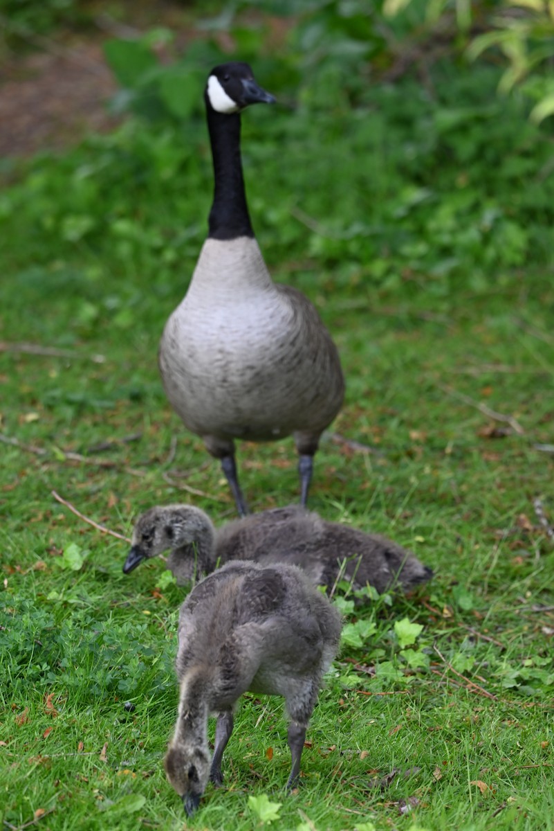 Canada Goose - Ralph Erickson