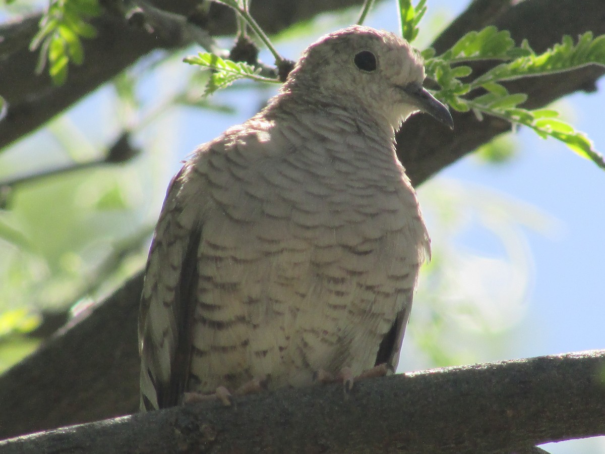 Inca Dove - Felice  Lyons