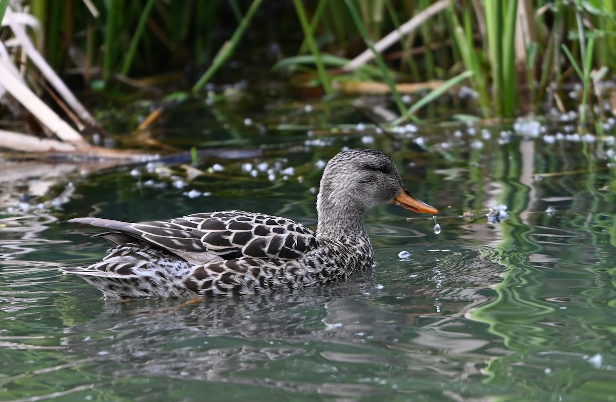 Gadwall - Ralph Erickson