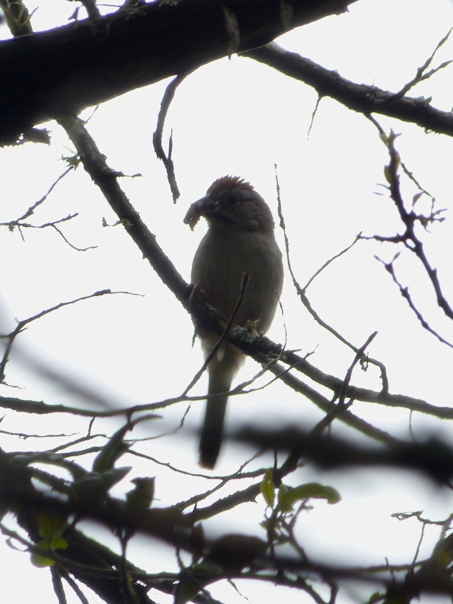 Rufous-crowned Sparrow - Derek Richardson