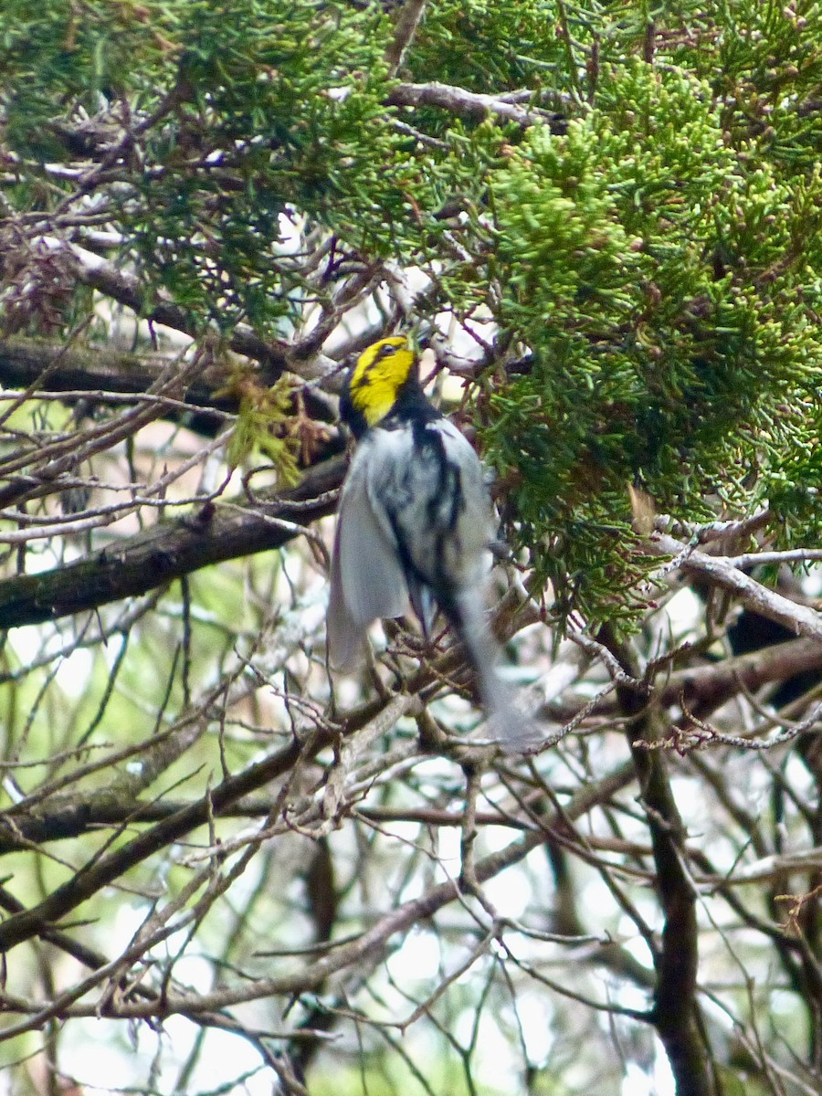 Golden-cheeked Warbler - Derek Richardson