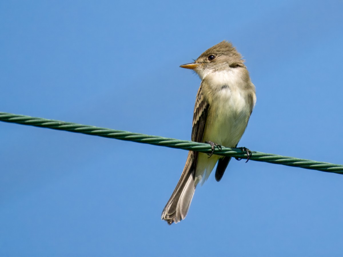 Alder Flycatcher - Cin-Ty Lee