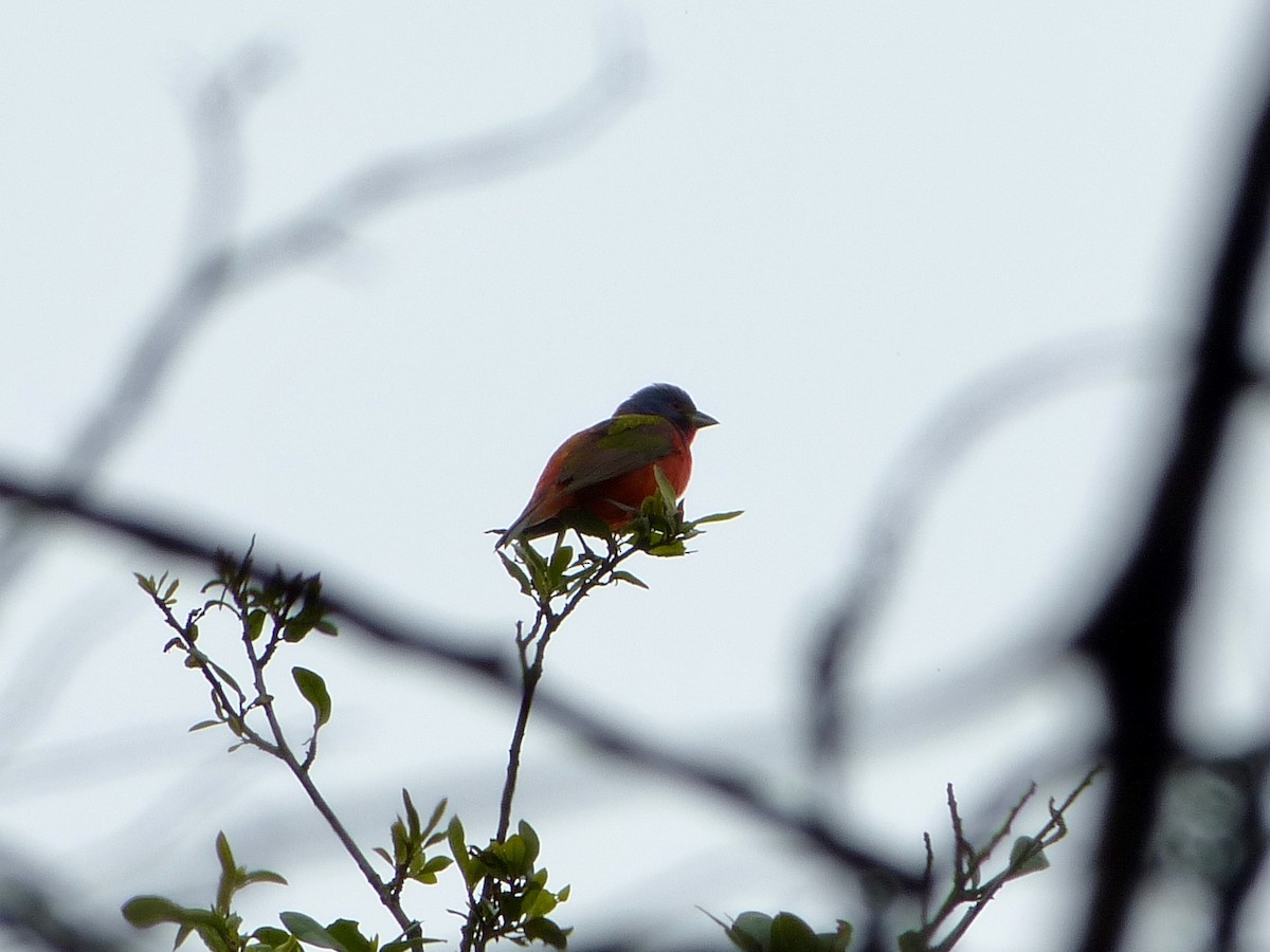 Painted Bunting - Derek Richardson