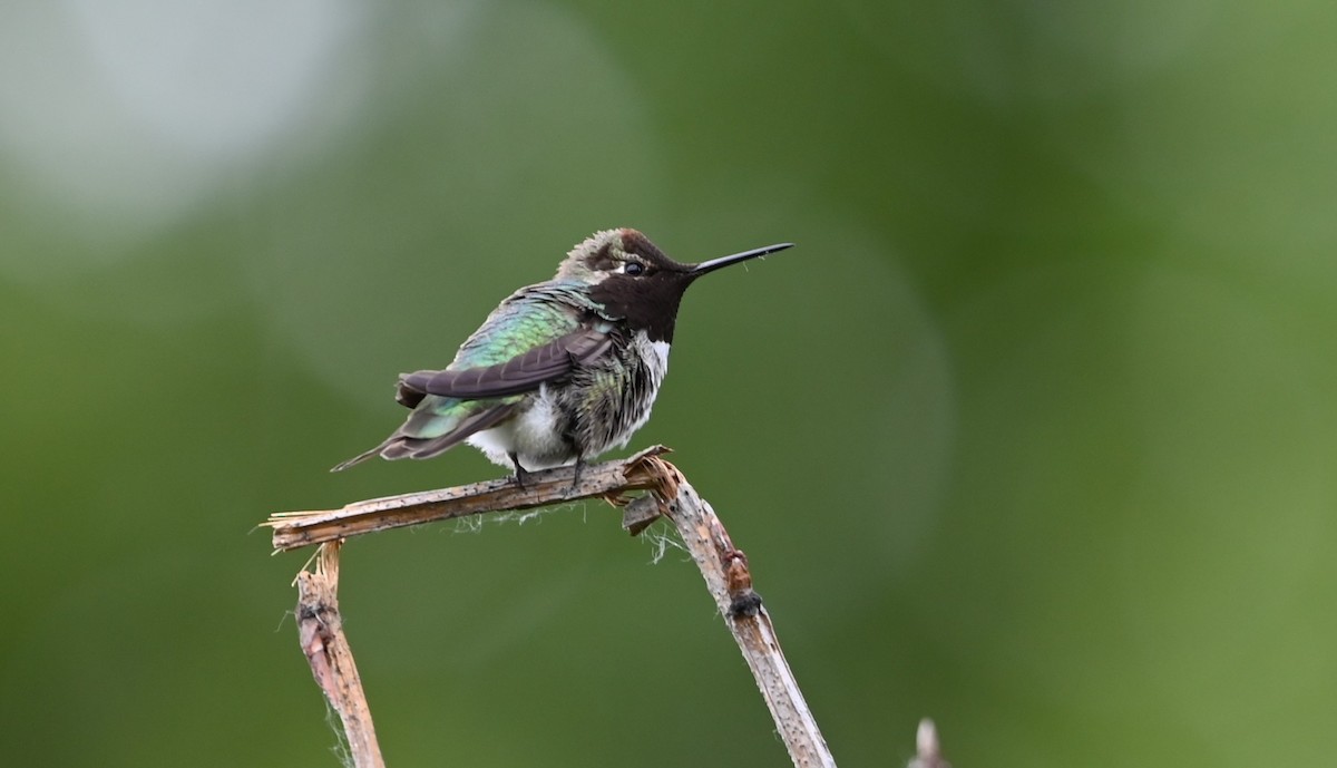 Anna's Hummingbird - Ralph Erickson