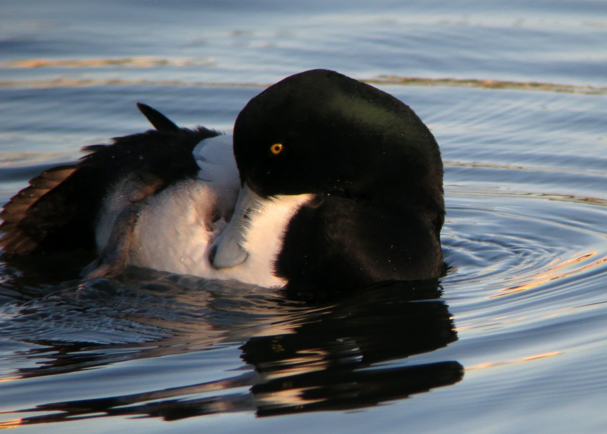 Greater Scaup - William Clark