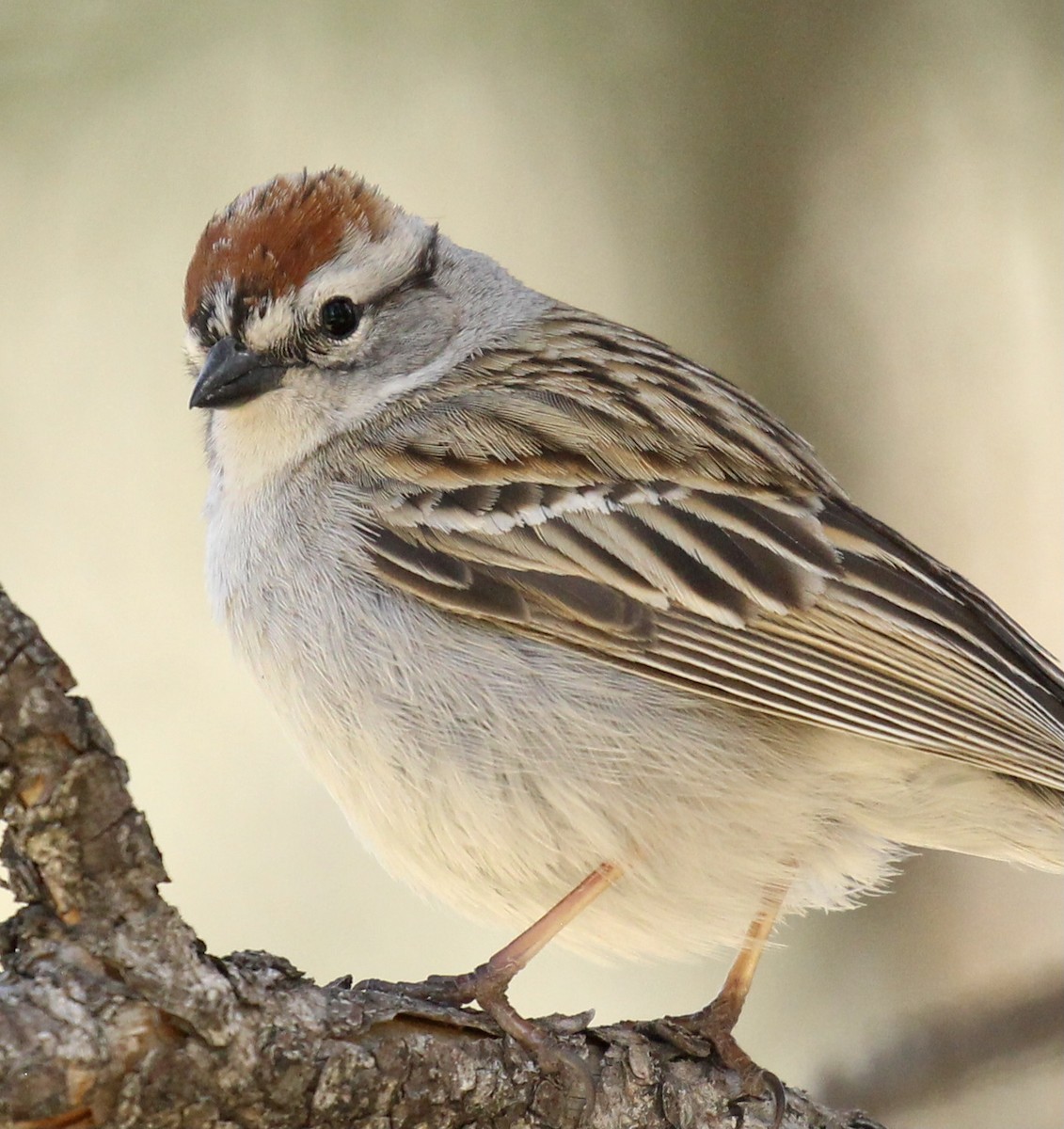 Chipping Sparrow - Toni McQuivey Taylor