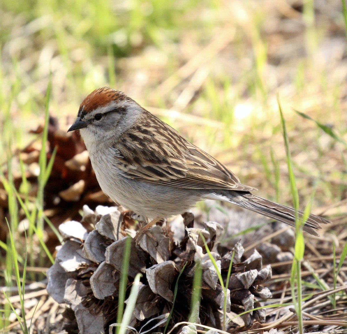Chipping Sparrow - Toni McQuivey Taylor