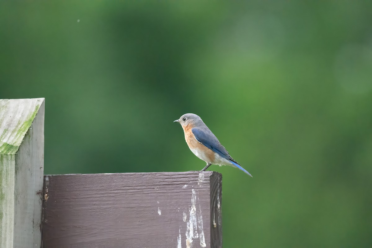 Eastern Bluebird - Keith Bowers