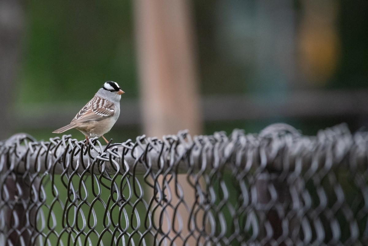 White-crowned Sparrow - Philippe Hénault