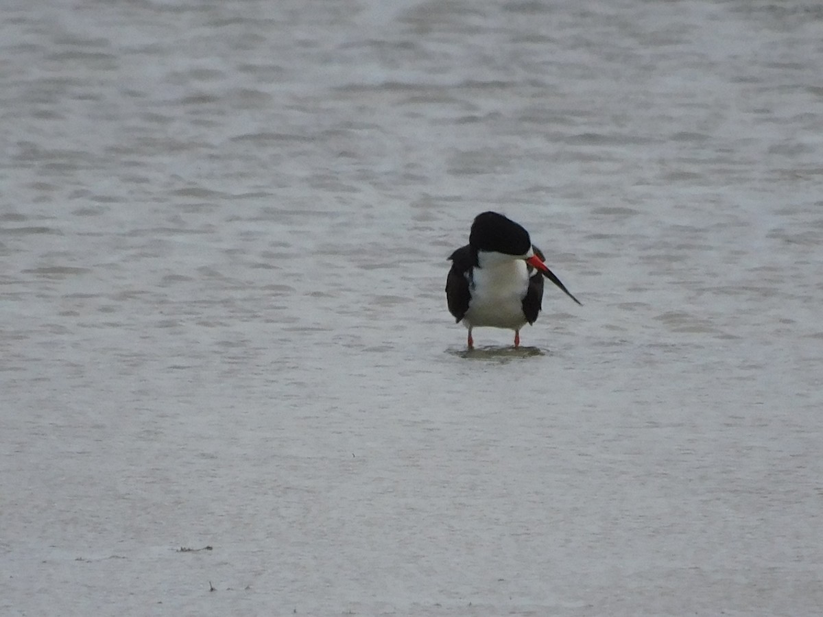 Black Skimmer - Charles Chu