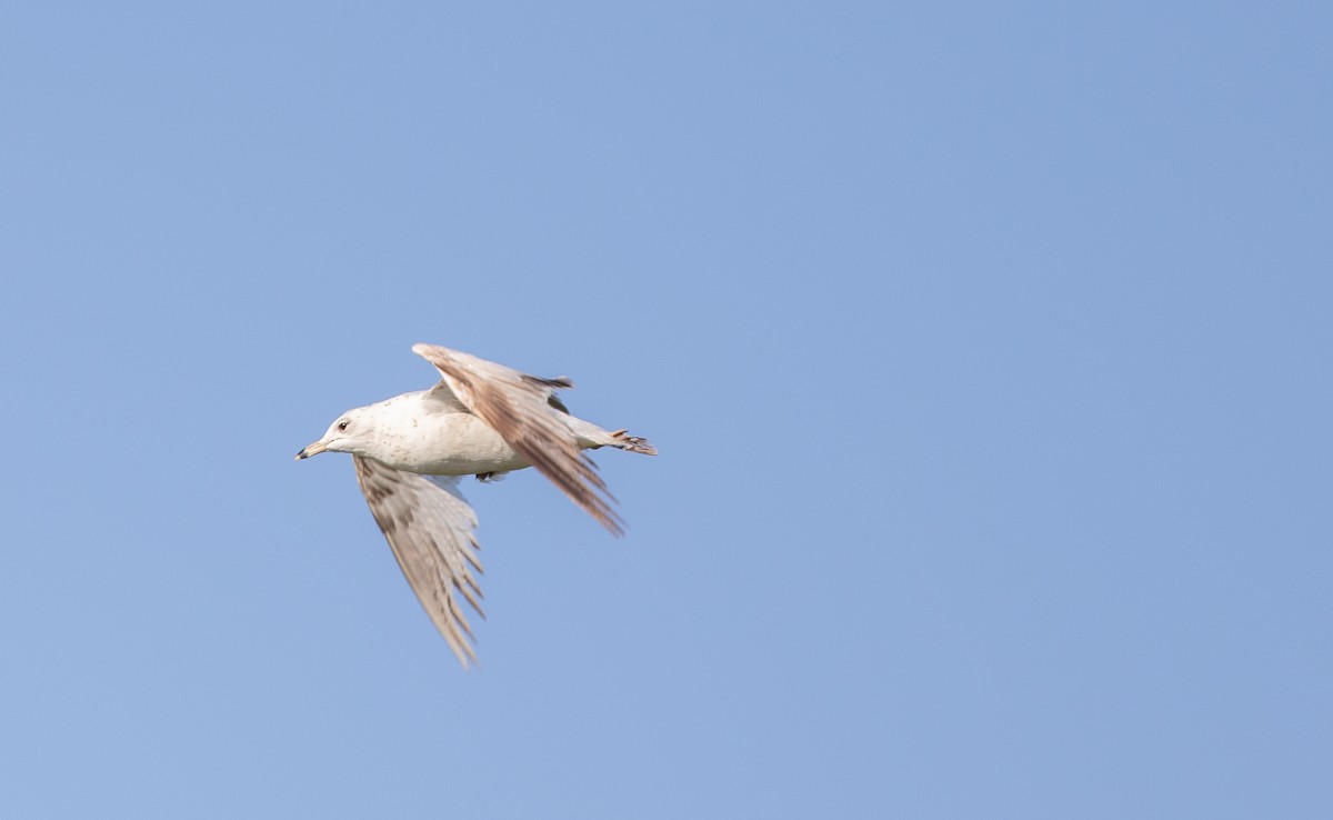 Ring-billed Gull - Nick Pulcinella