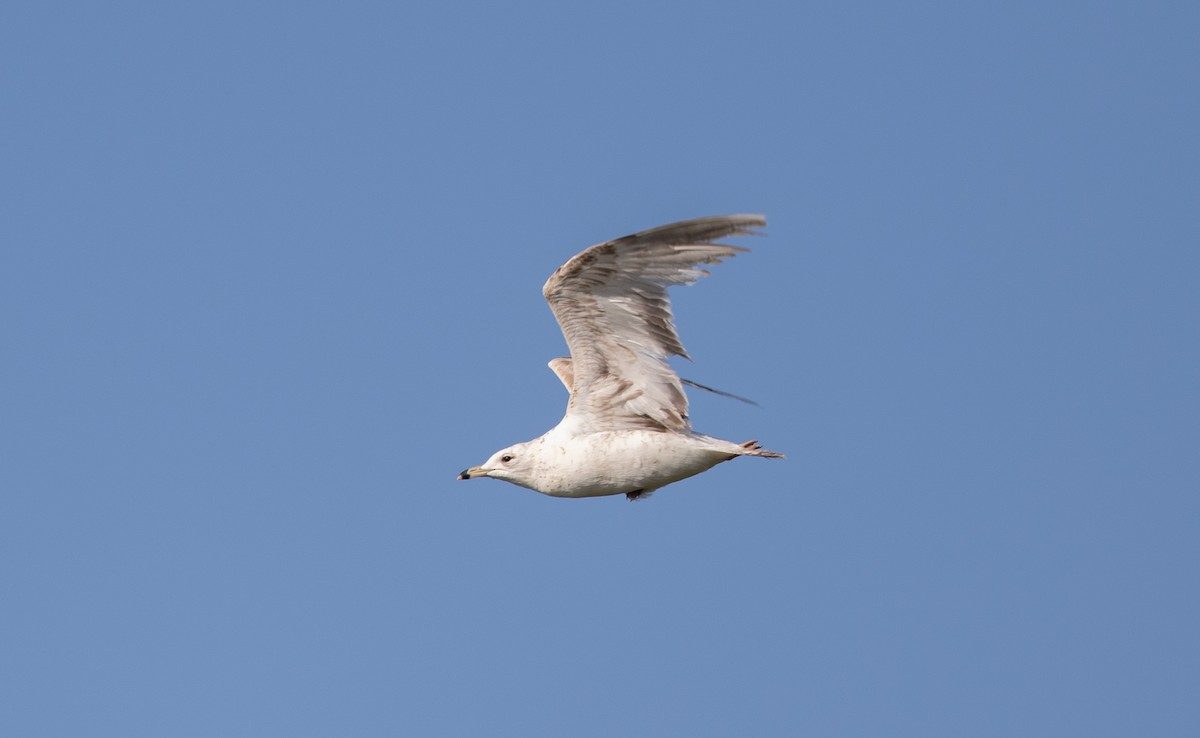 Ring-billed Gull - Nick Pulcinella