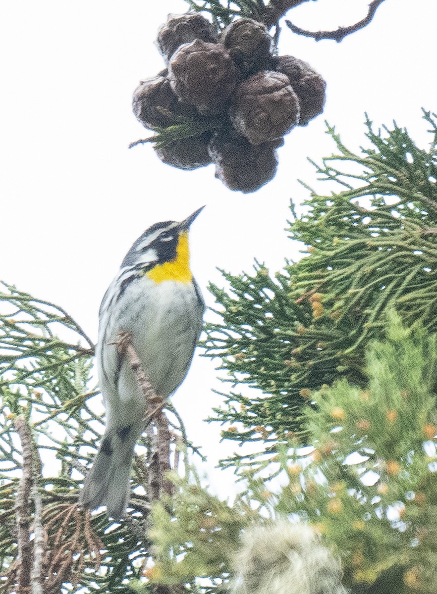 Yellow-throated Warbler - Michael  Hingerty