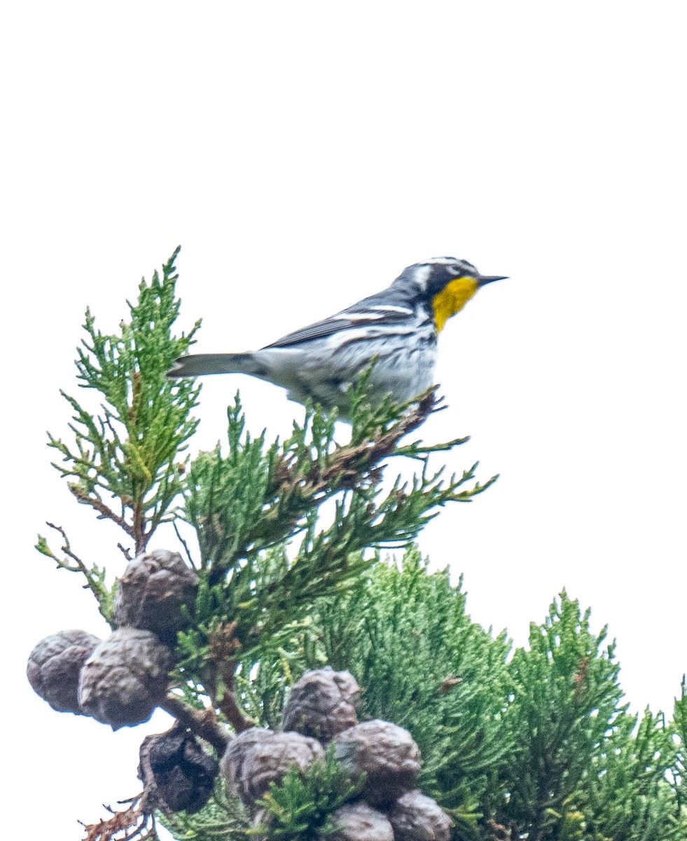 Yellow-throated Warbler - Michael  Hingerty