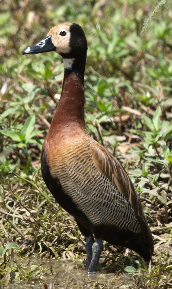 White-faced Whistling-Duck - Marcus Müller