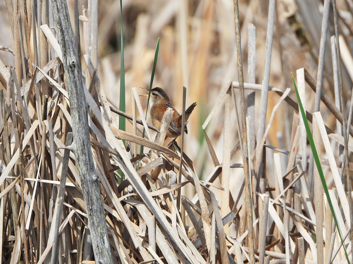 Marsh Wren - Benoît Turgeon