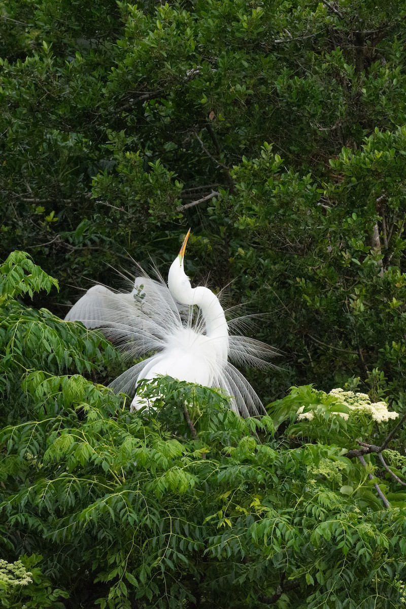 Great Egret - Keith Bowers