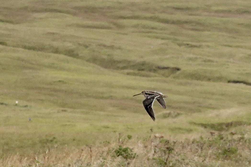 Common Snipe - Kenna Sue Trickey